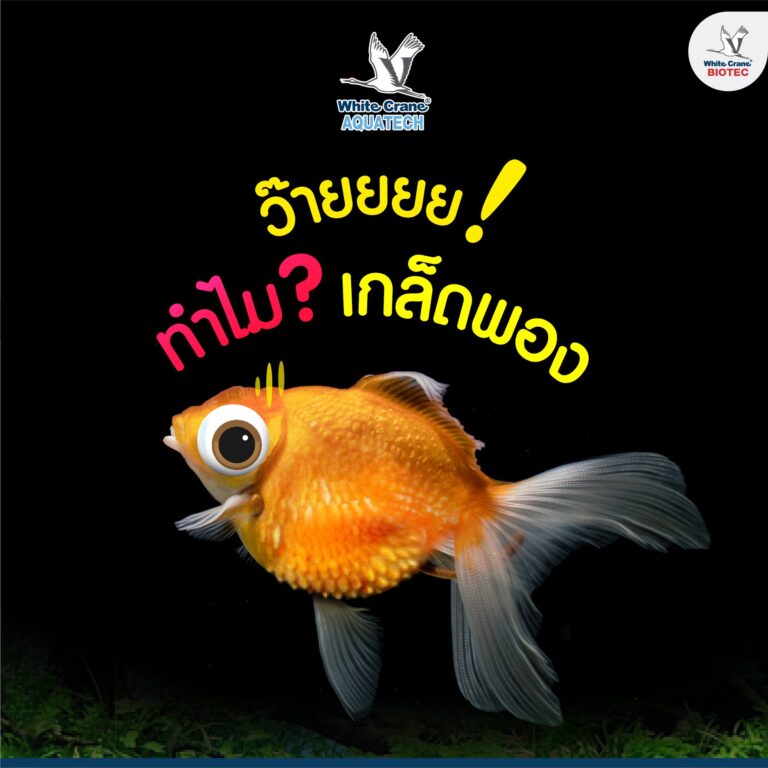 ทำไม เกล็ดพอง