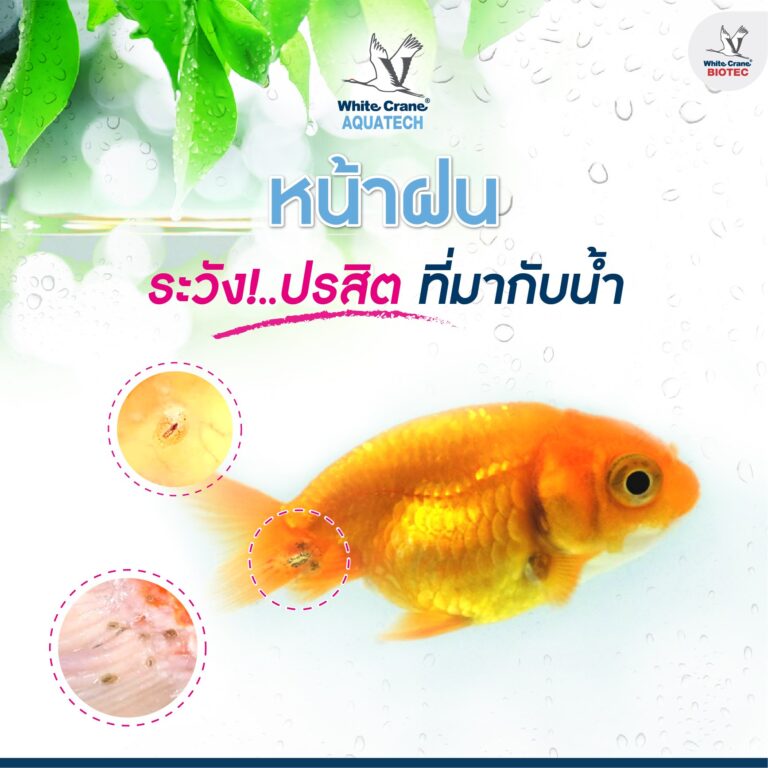 ระวัง!! ปรสิตที่มากับน้ำ