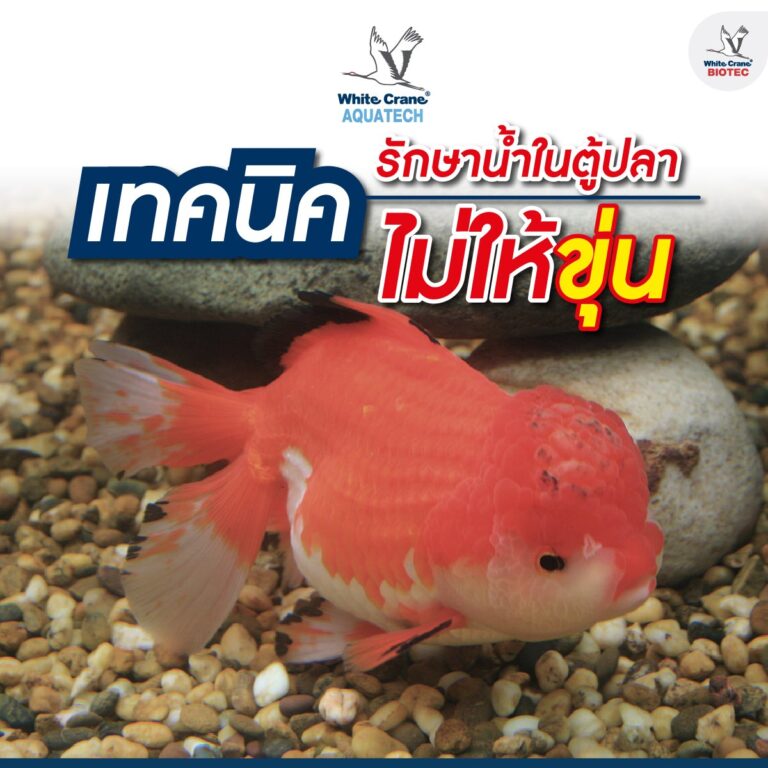 เทคนิครักษาน้ำในตู้ปลาไม่ให้ขุ่น