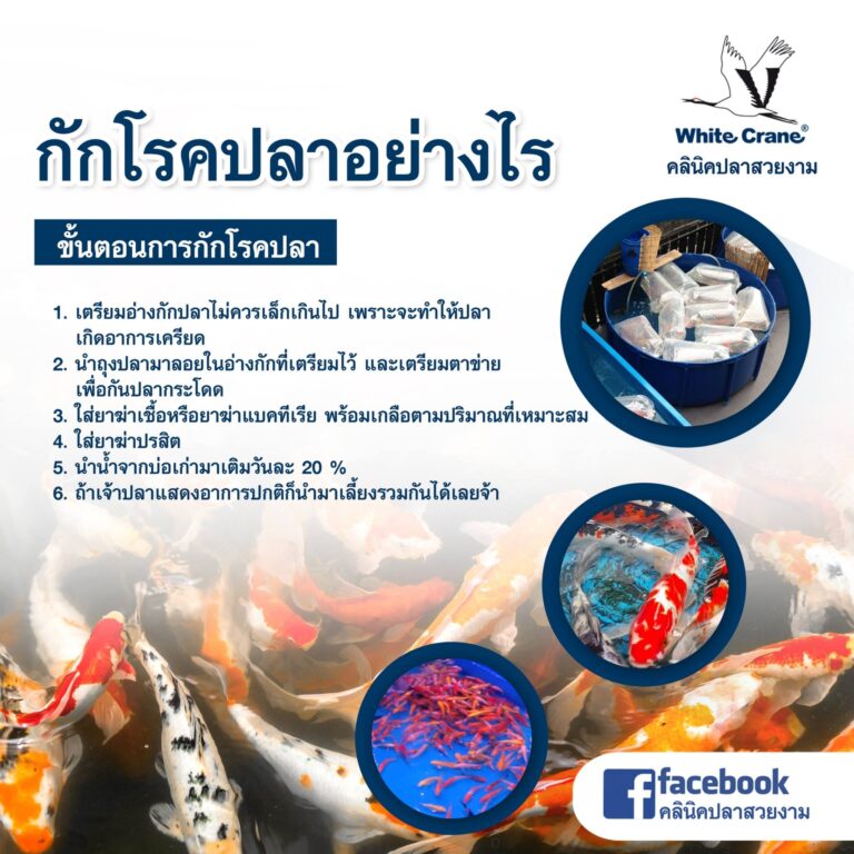 ขั้นตอนการกักโรคปลา