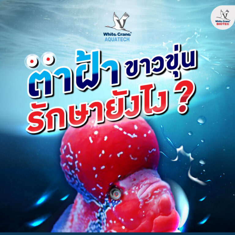 ตาฝ้า รักษาอย่างไร