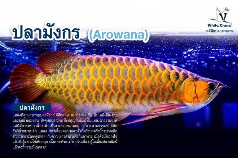 ปลามังกร Arowana