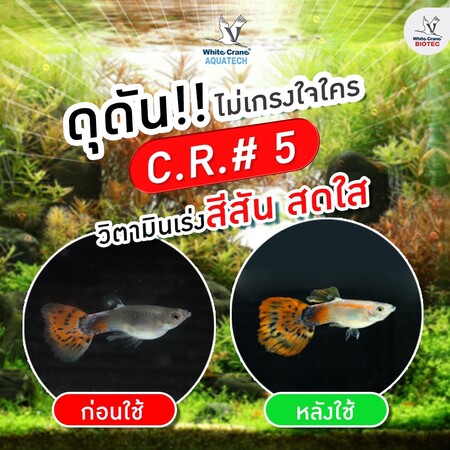 ผลิตภัณฑ์ CR5