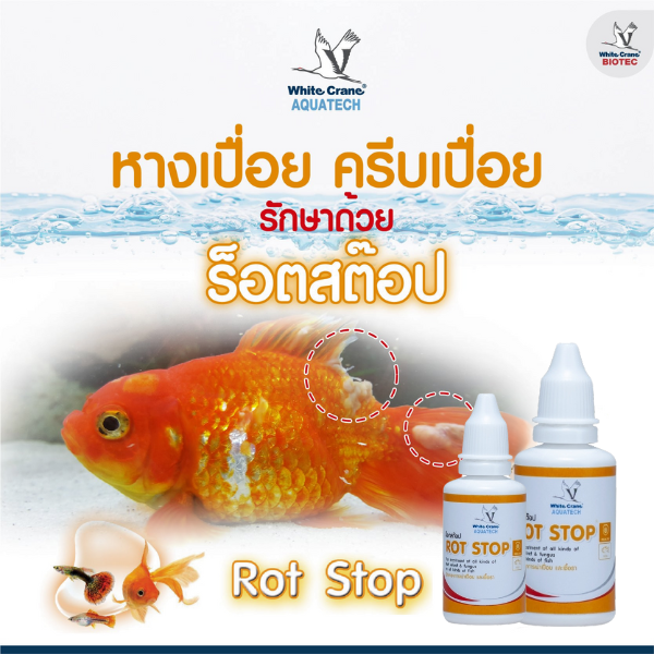 หางเปื่อย ครีบเปื่อย รักษาด้วย Rot Stop